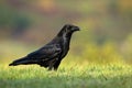 Interested solitary common raven sitting on a meadow with green grass in summer