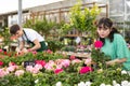 Young Asian girl choosing potted geraniums in garden store