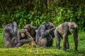 Portrait of a group chimps.