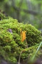 Yellow inedible coral mushrooms Calocera viscosa growing on wood Royalty Free Stock Photo