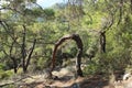 Interesting bended tree in ancient Lycian way