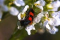 An interesting insect on a white flower.