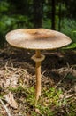 Large toadstool mushroom's head on thin leg near fern