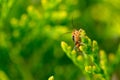 Soldier beetles. Cantharis lividia.