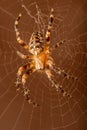 Crowned orbweaver. Araneus diadematus.