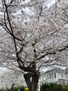 Interesting Cherry Blossom Tree in Kenwood Maryland Royalty Free Stock Photo