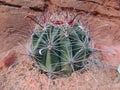 Close up macro view of Fishhook Barrel Ferocactus Wislizeni cactus plant, near St George Utah in South Western Desert USA