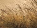 Interesting closeup of a grain meadow at the roadside