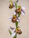 Bee Orchid - Ophrys apifera, Algarve, Portugal Royalty Free Stock Photo