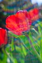 Backlit tulips Royalty Free Stock Photo