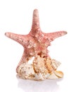 An interesting composition of seashells and starfish on a white background