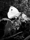 Interesting contrast of four common wings butterfly perched with closed wings