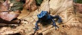 Interesting dark blue poison frog. Royalty Free Stock Photo