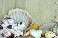 Shells of crustaceans in various colors and shapes as a bathroom or toilet decoration.