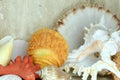 Shells of crustaceans in various colors and shapes as a bathroom or toilet decoration.