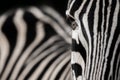 Interesting depth of field composition of a zebra\'s face