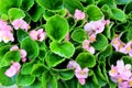 Lush, healthy leaves on green begonia plants with pink flowers garden