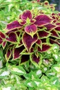 Lush, healthy leaves on green, purple, and white coleus plants with pink flowers garden Royalty Free Stock Photo