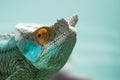 An interesting detail in nature. Portrait of a chameleon closeup. Blue colors in the baclground.