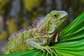 An interesting detail in nature. Portrait of a green iguana close up. Brown and green color in the background. Royalty Free Stock Photo