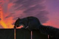 Interesting detail. Portrait of a squirrel up close. There`s a squirrel on a wooden fence. Very nice sunset in the background.