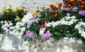 Planting a flower bed with pelargoniums and marigolds Royalty Free Stock Photo