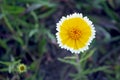 Interesting flower of Coastal Tidy Tips, Layia platyglossa