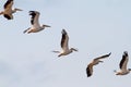 Interesting formation of great pelicans