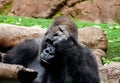 Interesting Gorilla sits here and think intensively