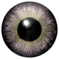 Interesting gray eyeball with light green