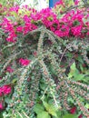 Interesting green bush with many red flowers