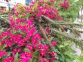 Interesting green bush with many red flowers