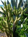 Interesting Green Cactus Plant with Sand and Ocean 4k