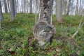 Interesting growth on a birch tree Royalty Free Stock Photo