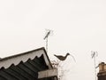 Interesting house bird ornament of snipe on roof