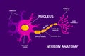 Interesting Human Neuron or Nerve Cell Anatomy Flat Design Vector Illustration Royalty Free Stock Photo