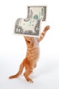 Interesting idea. The kitten plays on the stock exchange. Cat catching banknotes