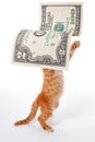 Interesting idea. The kitten plays on the stock exchange. Cat catching banknotes