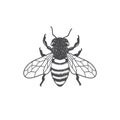 Interesting illustration of honey bee