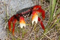 red crab in beach region with apprehensive look