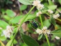 Interesting insect with black and blue body and red head over white flowers