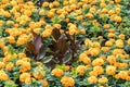 An original flowerbed with yellow marigolds and red leaves. Royalty Free Stock Photo