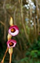 Aeginetia indica, Indian broomrape or forest ghost flower