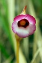 Aeginetia indica,  Indian broomrape or forest ghost flower Royalty Free Stock Photo