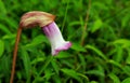 Aeginetia indica, Indian broomrape or forest ghost flower