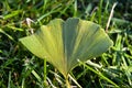 An interesting leaf on the green grass