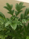 Interesting leafpattern of a Yam plant