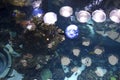 Aquarium in California Academy of Sciences Royalty Free Stock Photo