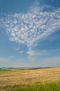 Interesting looking clouds in the form of a pigeon in the blue sky on a wheat field in the summer Royalty Free Stock Photo