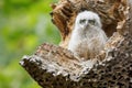 Interesting-looking great horned owl (Bubo virginianus) inside a broken tree bark Royalty Free Stock Photo